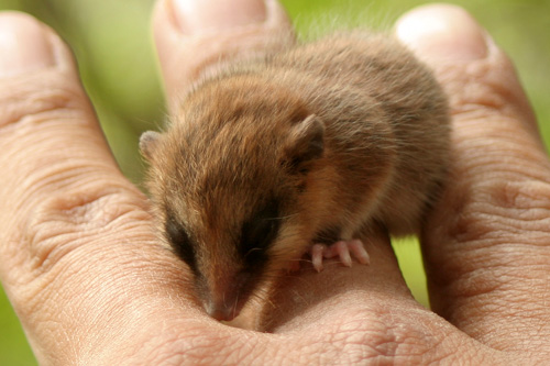 Um raro animal sul-americano lana nova luz sobre a evoluo dos mamferos