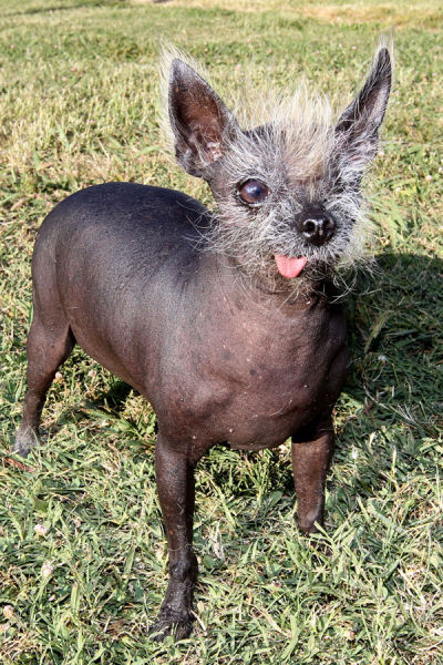 O cão mais feio do mundo - 2010