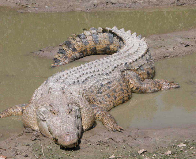 O exrcito que preferiu se entregar aos crocodilos