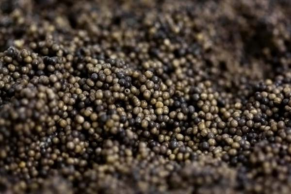 Cultivo e extrao do caviar russo