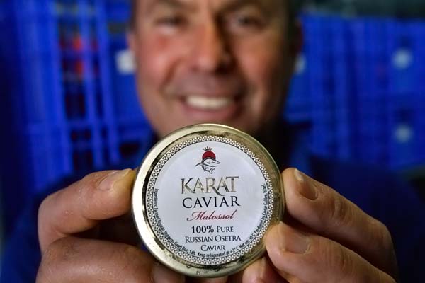 Cultivo e extrao do caviar russo