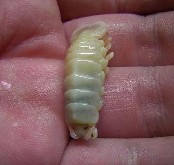 Cymothoa exigua, o parasita alien