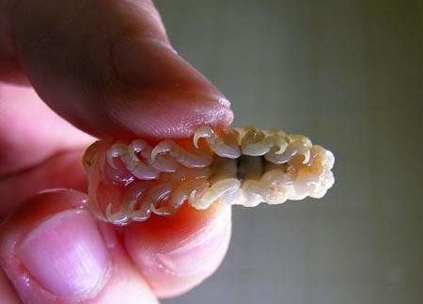 Cymothoa exigua, o parasita alien