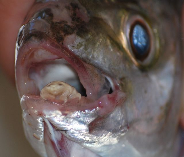 Cymothoa exigua, o parasita alien