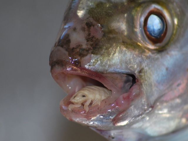 Cymothoa exigua, o parasita alien