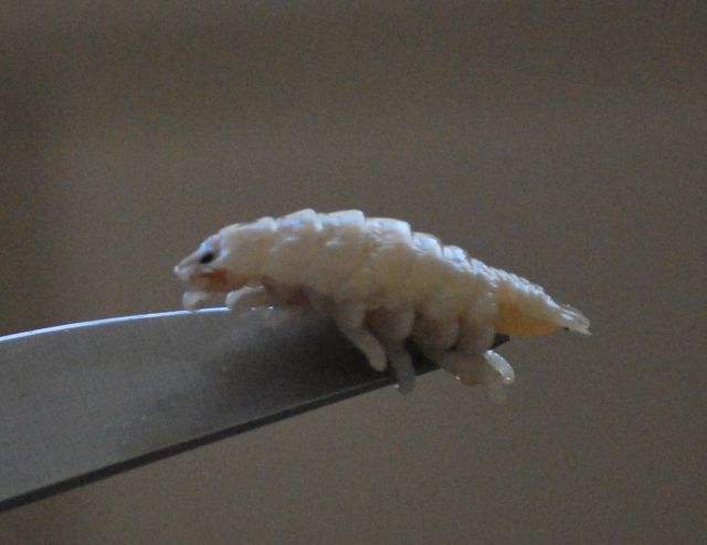 Cymothoa exigua, o parasita alien