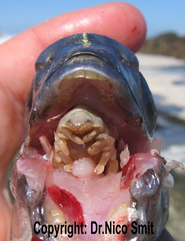 Cymothoa exigua, o parasita alien