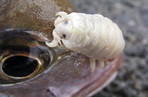 Cymothoa exigua, o parasita alien