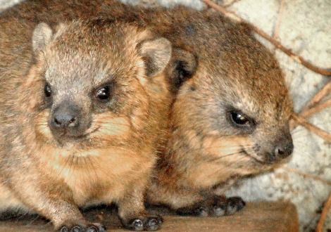 Dassie, um raro parente do elefante