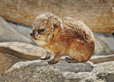 Dassie, um raro parente do elefante