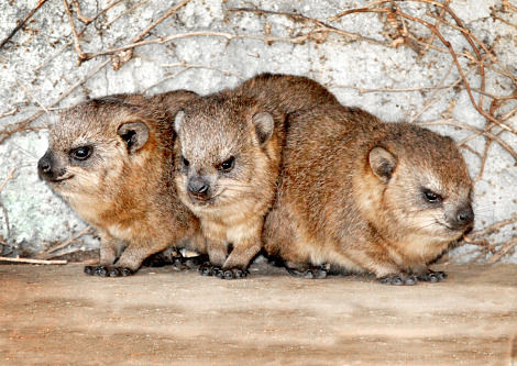 Dassie, um raro parente do elefante