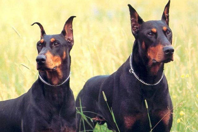 Doberman