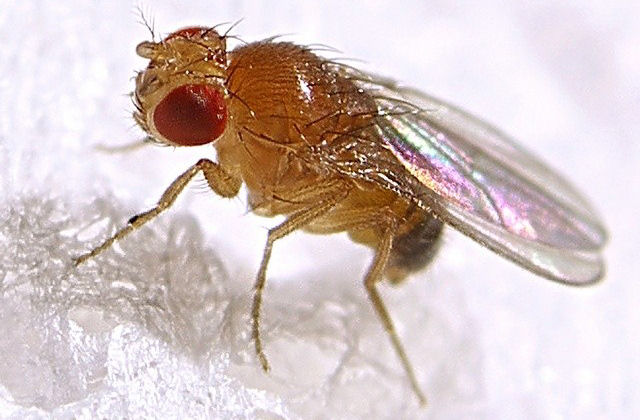 Drosophila melanogaster