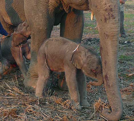 Elefanta com gêmeos