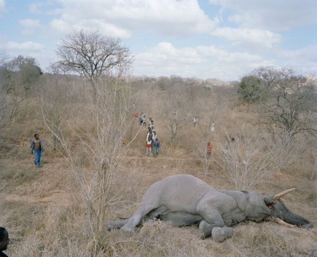 Elefante, prato do dia