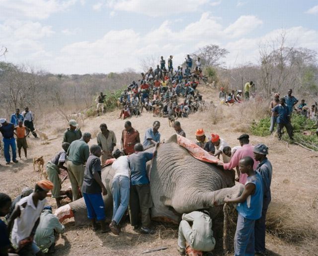 Elefante, prato do dia