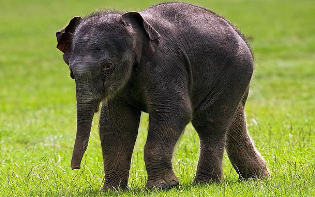 Filhote de elefante asiáticos