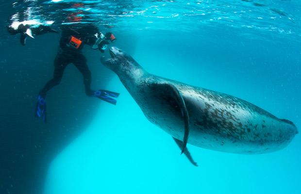 Um encontro assustador com a foca leopardo