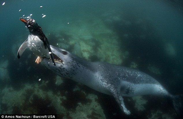 Um encontro assustador com a foca leopardo