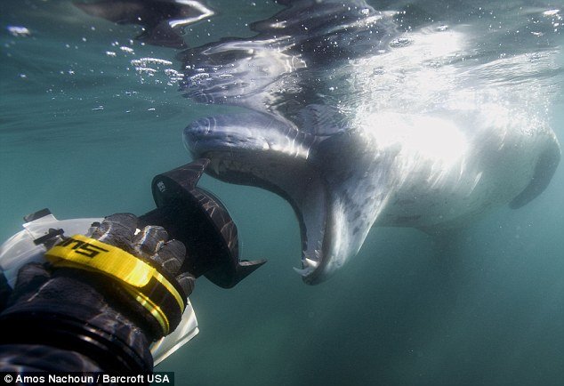 Um encontro assustador com a foca leopardo