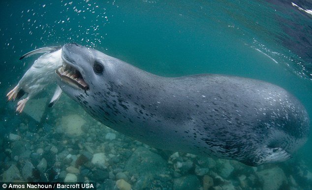 Um encontro assustador com a foca leopardo