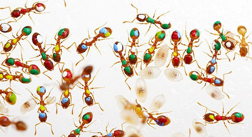 Desmistificando a história da formiga trabalhadeira