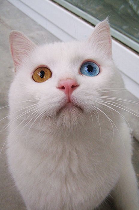 Gatinho com olhos de cores diferentes 01