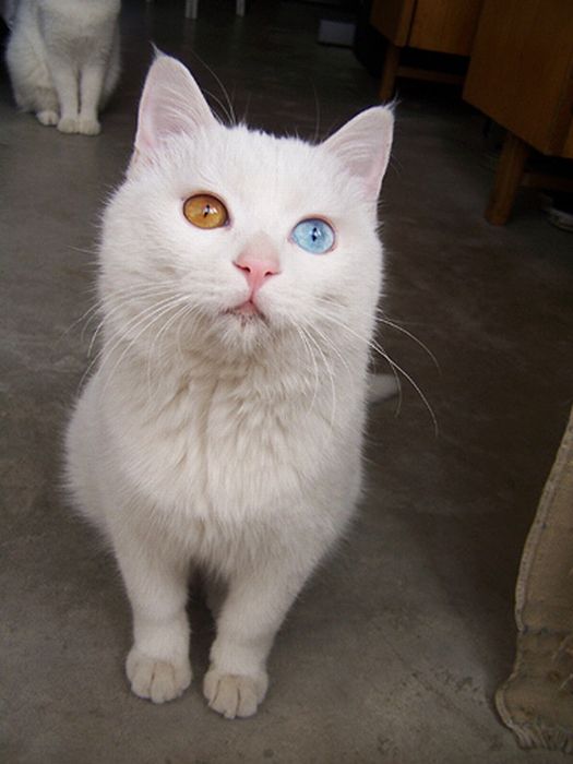 Gatinho com olhos de cores diferentes 03