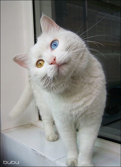 Gatinho com olhos de cores diferentes 07