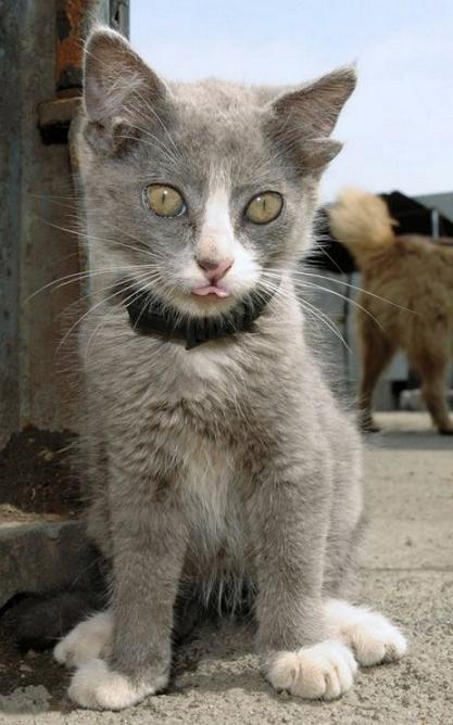 Gatinho de quatro orelhas