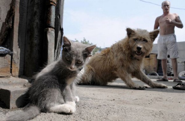 Gatinho de quatro orelhas