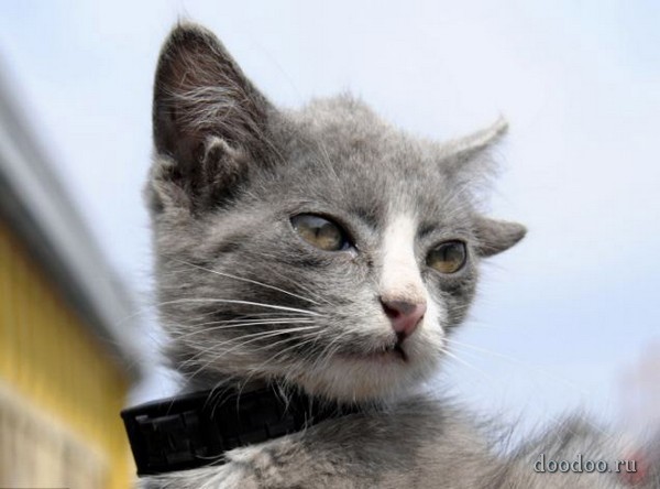 Gatinho de quatro orelhas