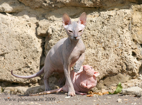 Gato e rato sem pelos