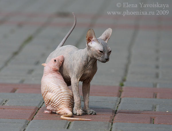 Gato e rato sem pelos