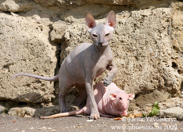 Gato e rato sem pelos