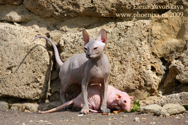 Gato e rato sem pelos