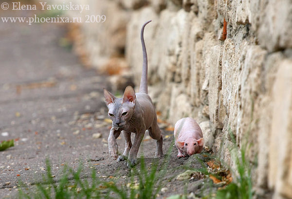 Gato e rato sem pelos