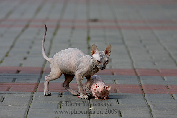 Gato e rato sem pelos