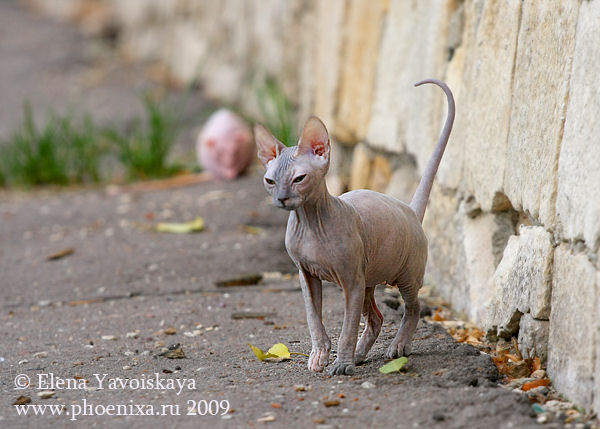 Gato e rato sem pelos