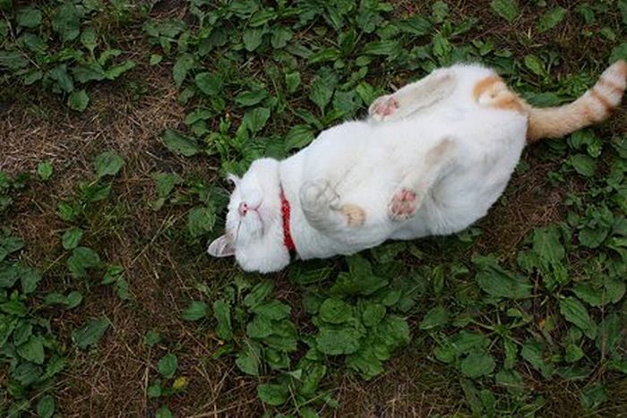 O gato mais relaxado e feliz do mundo