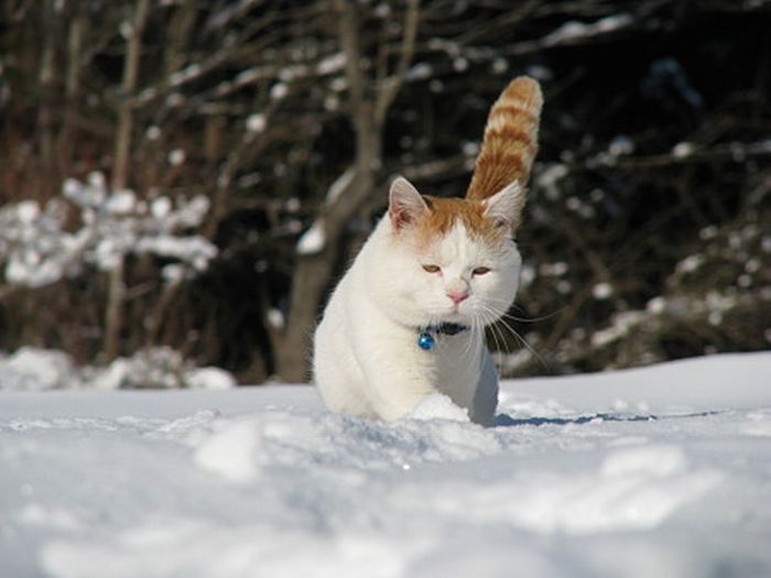 O gato mais relaxado e feliz do mundo