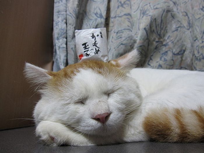 O gato mais relaxado e feliz do mundo