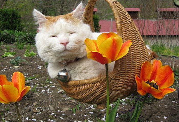 O gato mais relaxado e feliz do mundo