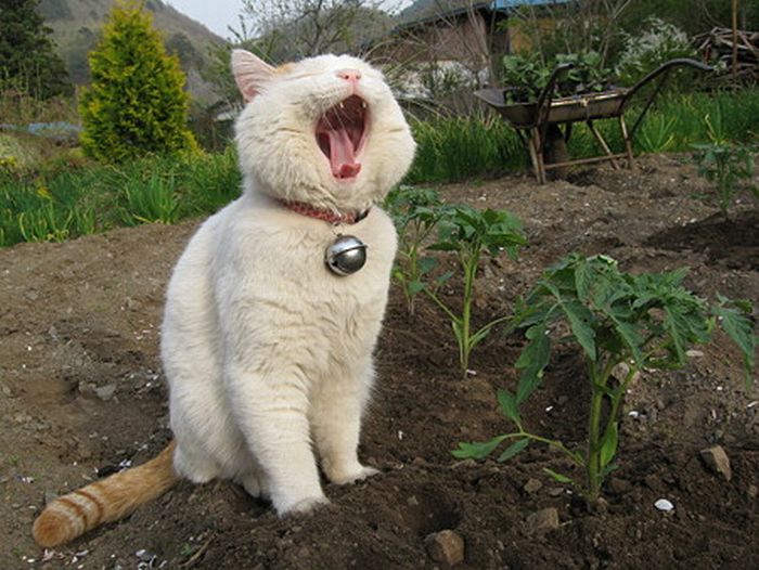 O gato mais relaxado e feliz do mundo