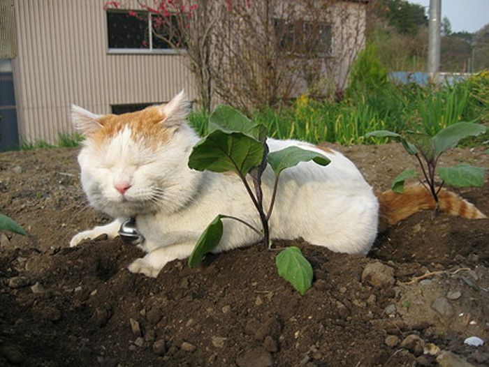 O gato mais relaxado e feliz do mundo