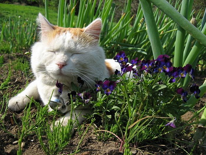 O gato mais relaxado e feliz do mundo