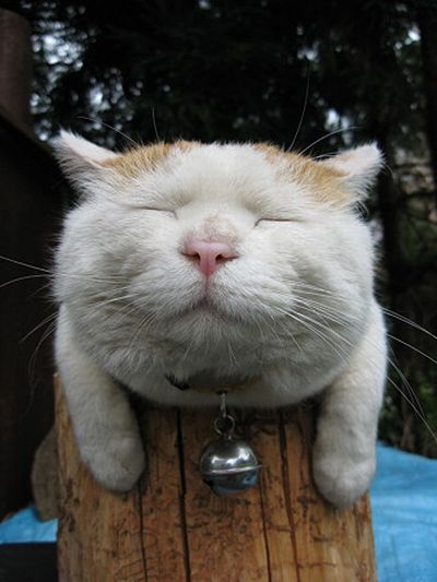 O gato mais relaxado e feliz do mundo