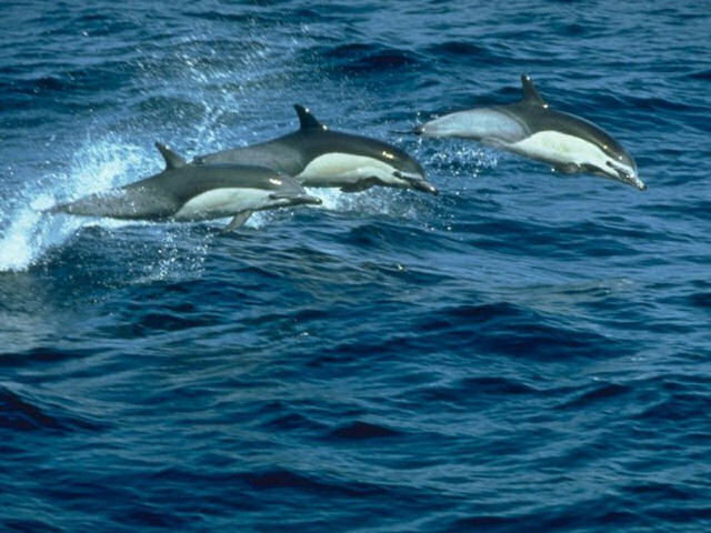 imagens de golfinhos