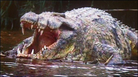 Crocodilo Gustave