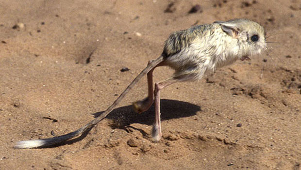 Jerboa, um bicho muito raro